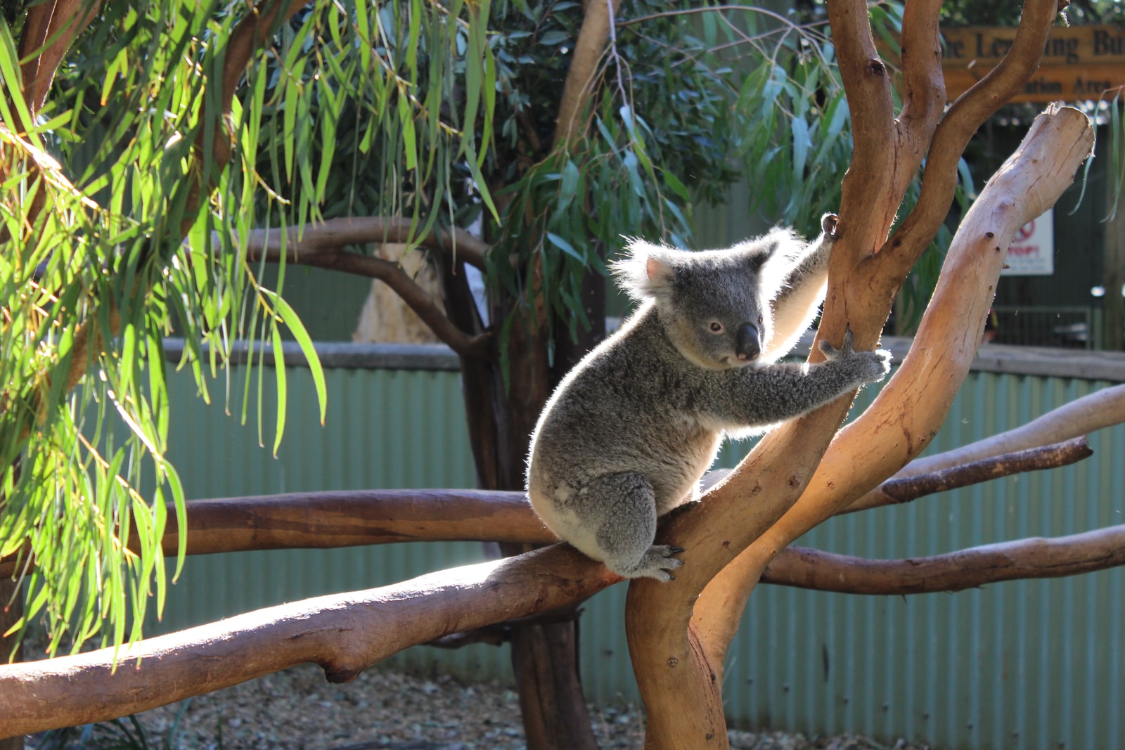 koala on brown tree