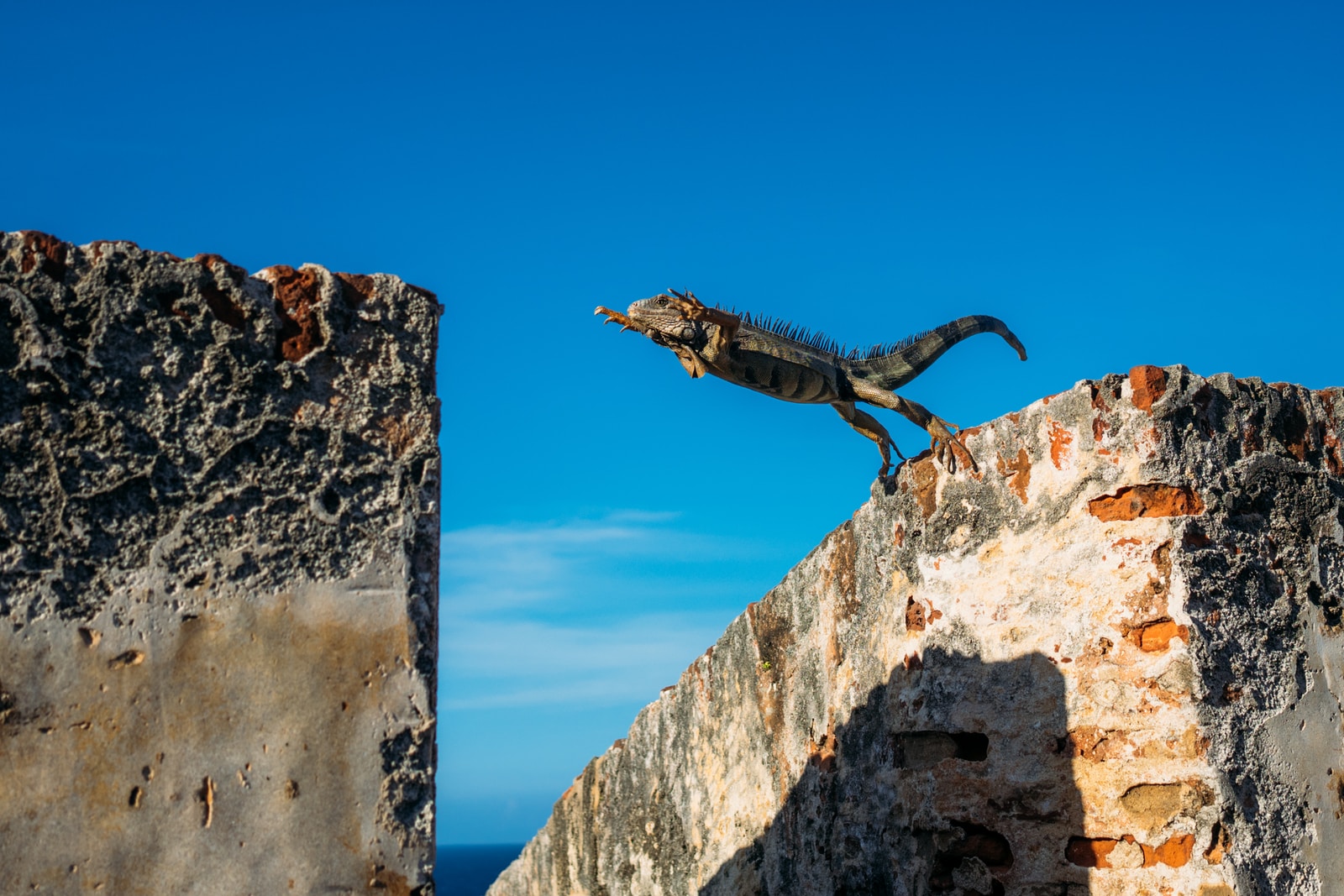 iguana about to jump on concrete wall